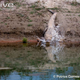 Illustration for article titled Sunday Crocodilian - Crocodylus palustris Edition